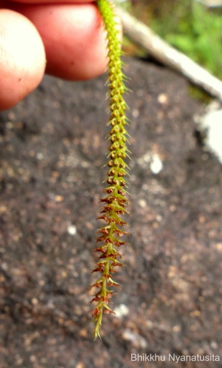 Oberonia weragamaensis Jayaw.